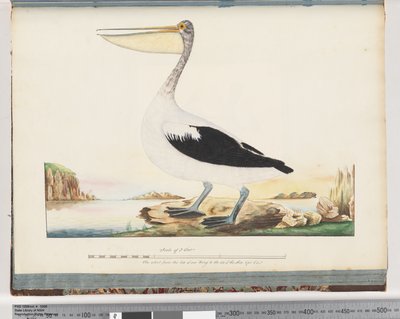 Page 92. Pélican australien - Unknown artist