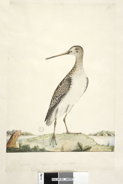Page 92. Bécassine. Taille naturelle Bécassine japonaise Gallinago hardwicki, 1791-92 - Unknown artist