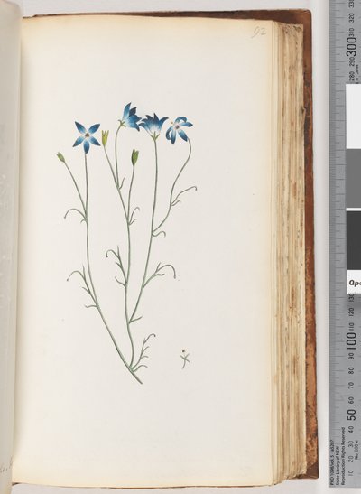 Page 92. Plante non identifiée - Unknown artist