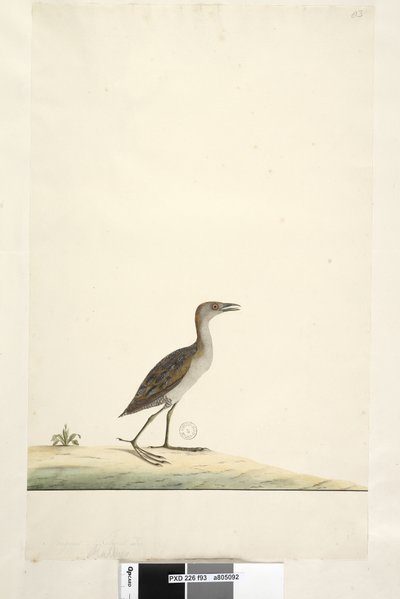 Page 93. Rallus. au-dessus du titre dans une autre main août. Taille réelle Marouette de Baillon Porzana pusilla, 1791-92 - Unknown artist