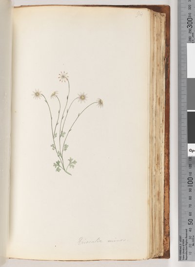 Page 94. Eriocalia minor - Unknown artist