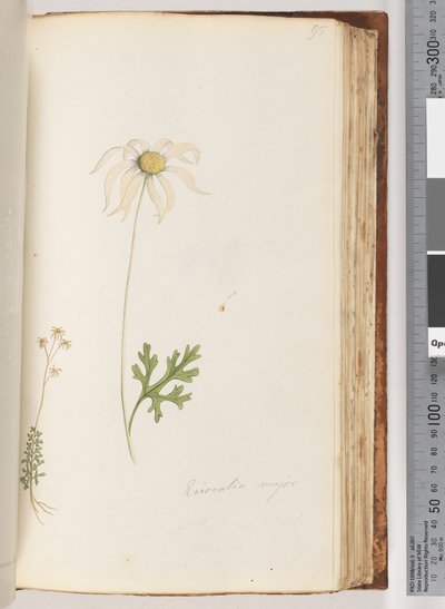 Page 95. Eriocalia major - Unknown artist