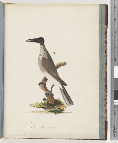 Page 95. Friarbird bruyant. Méliphage à front de bouton - Unknown artist