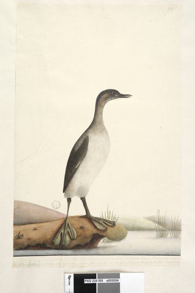 Podicepha - Unknown artist