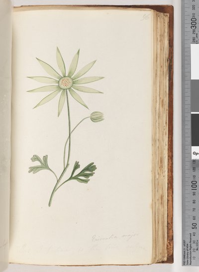Page 96. Eriocalia major. Je crois que c