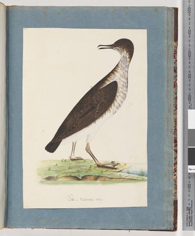 Page 96. Oiseau non identifié - Unknown artist