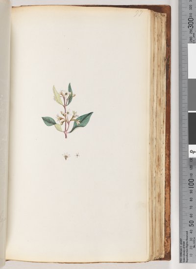 Page 97. Plante non identifiée - Unknown artist