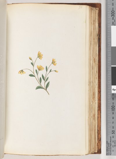 Page 98. Plante non identifiée - Unknown artist