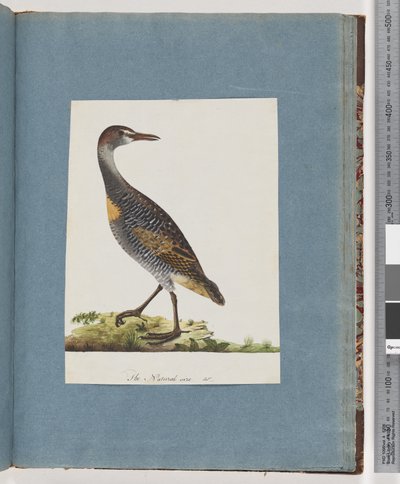 Page 99. Râle à bandes buffes - Unknown artist