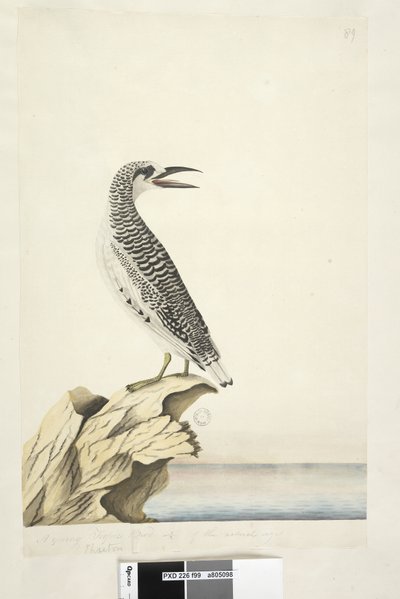 Page 99. Phaeton. Un jeune oiseau tropique 1/2 de la taille réelle Red, Tailed Tropicbird Phaethon rubricauda, 1791-92 - Unknown artist