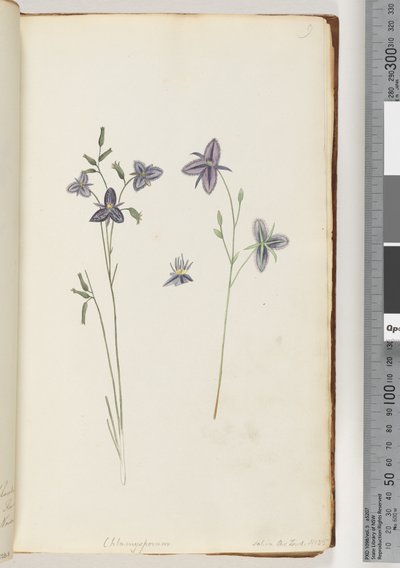 Chlamysporum Sal. in Par Lond. No. 35 - Unknown artist