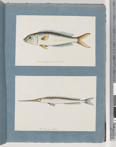 Page 9. Poisson non identifié. 10. Poisson non identifié - Unknown artist