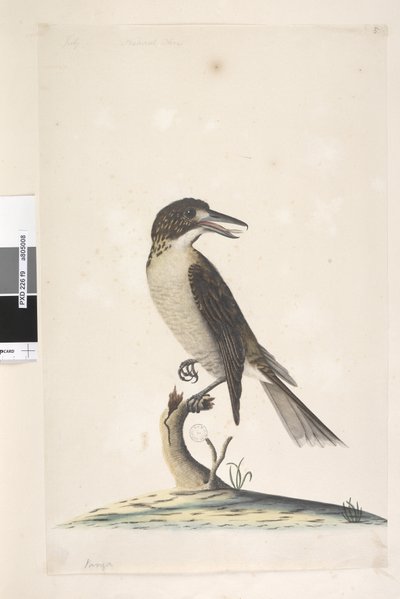Page 9. Vanga. en haut à gauche dans une autre main Juillet, taille naturelle Butcher gris, Oiseau Cractius torquatus femelle, 1791-92 - Unknown artist