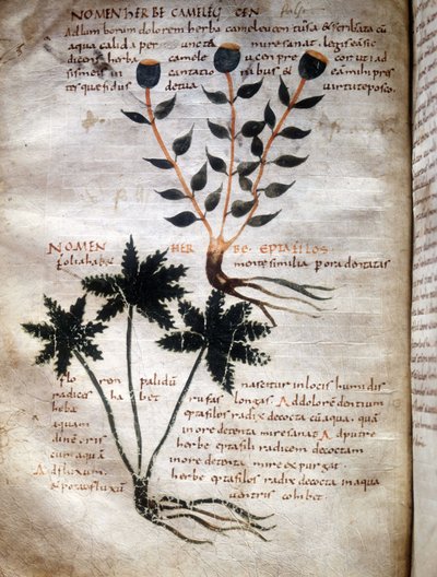 Page du manuscrit d