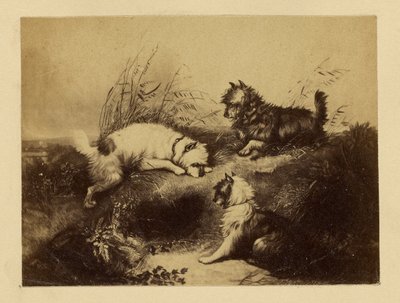 [Peinture de chiens par Charles Tomkins] - Unknown artist