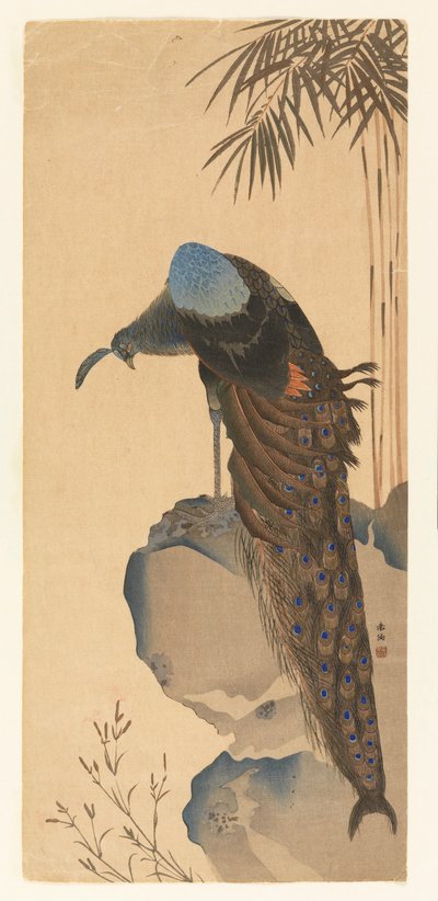 Paon - Unknown artist