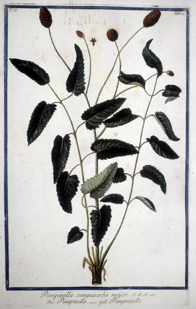 Pimprenelle : Pimpinella Sanguisorba major. - Unknown artist