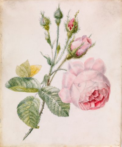 Rose rose et papillon jaune - Unknown artist
