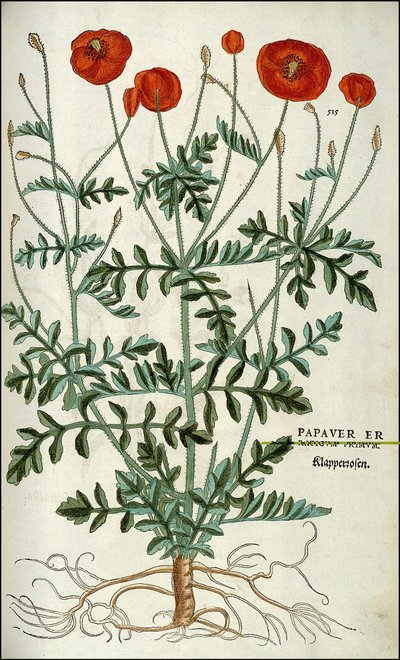 Pavot dans "De Historia Stirpium commentarii badges,..." par Leonhart Fuchs - Unknown artist