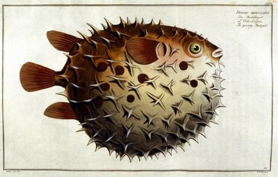 Poisson porc-épic d