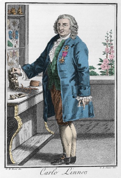 Portrait de Charles Linné (Carl von Linné, Linnéus) - Unknown artist