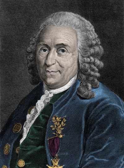 Portrait de Charles Linné (Carl von Linné, Linnéus 1707-1778), naturaliste suédois. Gravure du 19e siècle. - Unknown artist