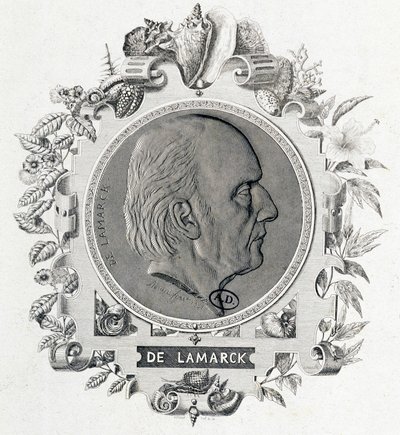Portrait de Jean Baptiste Lamarck - gravure - Unknown artist