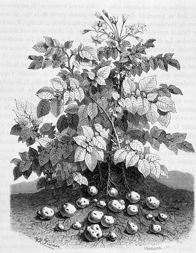 Pommes de terre et tubercules amylacés de ses racines - Fig tree - Unknown artist