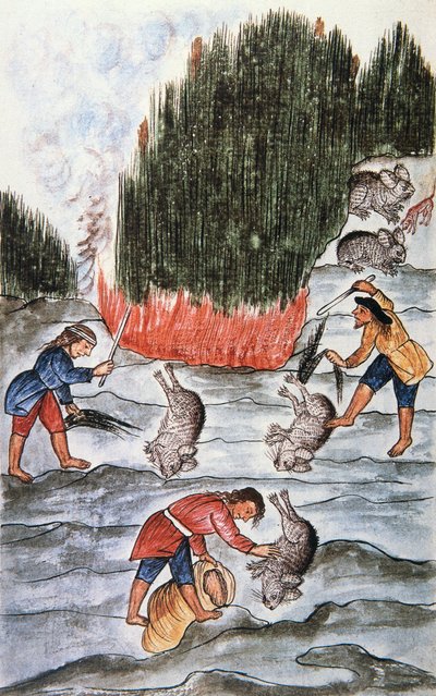 Chasse au lapin, du livre "Trujillo del Peru" ou "Codex Martínez Compañón", par Baltazar Martinez Compañón y Bujanda, évêque de Trujillo (1782-1785) - Unknown artist