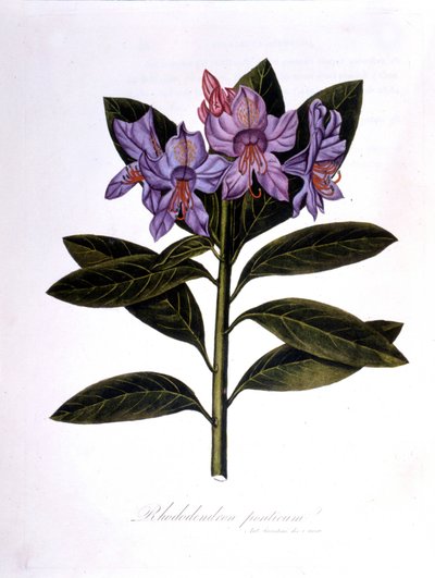 Rhododendron (Rhododendrum Pontium) - Unknown artist