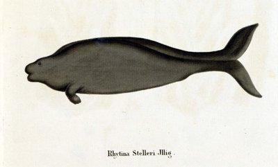 Rhytina Stelleri aussi appelée vache marine de Steller, spécimen disparu au 18ème siècle. - Unknown artist