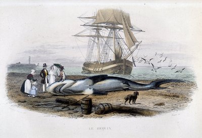 Pêche au requin - dans Histoire naturelle de Lacépède - Unknown artist