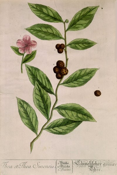 Plante de thé sinensis - planche botanique - Unknown artist