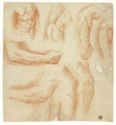 Croquis des bras, du torse masculin et du dos - Unknown artist