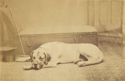 [Sleeping Dog] (chien couchant) - Unknown artist
