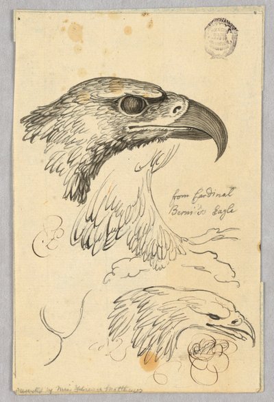 Études de deux têtes d