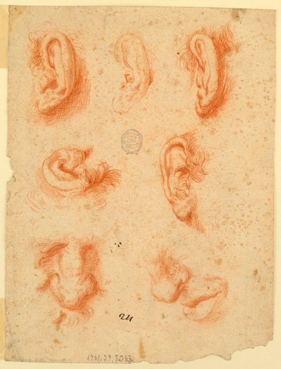 Études de cinq oreilles, nez et une bouche - Unknown artist
