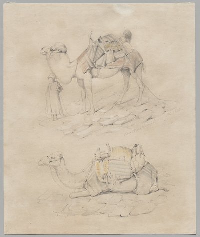 Étude de chameaux - Unknown artist