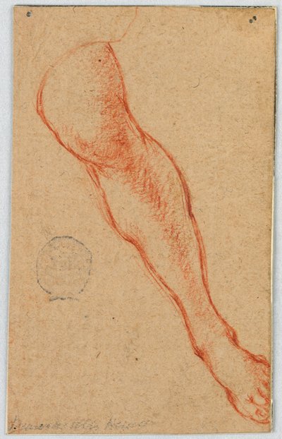 Étude de la jambe gauche d