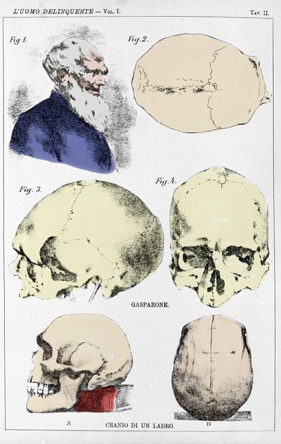 Étude sur la morphologie d