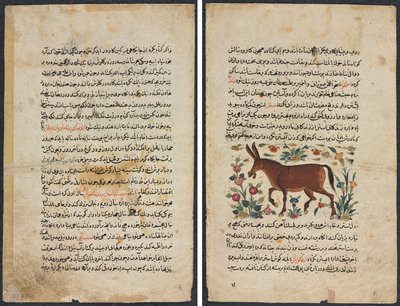 Page de texte, prose persane (recto); Khar (âne) (verso) - Unknown artist