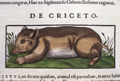 Le hamster dans Historia Animalium par Conrad Gesner (1516 - 1565), Tiguri - Unknown artist