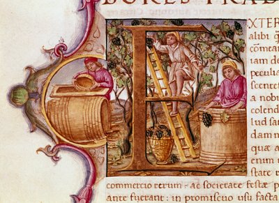 La Récolte Lettrine du manuscrit « Histoire Naturelle » par l