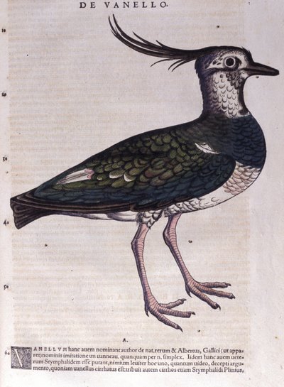 Le vanneau dans Historia Animalium par Conrad Gesner (1516 - 1565), Tiguri - Unknown artist
