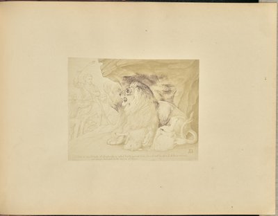 Le Lion - Unknown artist