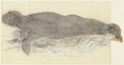 Le phoque moine - Monachus monachus - Unknown artist