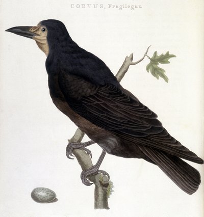 Le corbeau Frugilegus - planche d