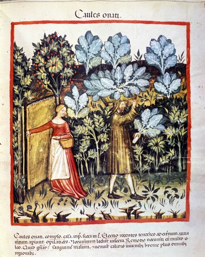 Récolte de chou-fleur dans un potager. Enluminure du « Tacuinum sanitatis » - Unknown artist