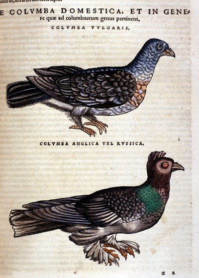 La colombe d