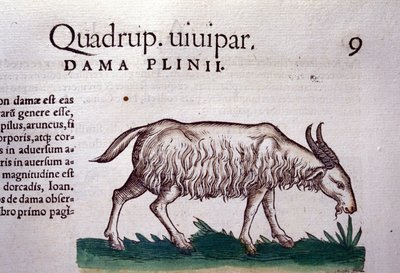 La chèvre d